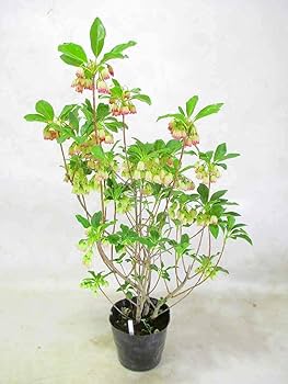 Amazon.co.jp: ドウダンツツジ 口紅更紗ドウダンツツジ 苗木 3.5号 Amazon.co.jp: ドウダンツツジ 口紅更紗ドウダンツツジ 苗木 3.5号